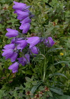 Campanula serrata