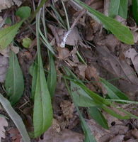 Campanula persicifolia