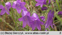 Campanula sibirica (dzwonek syberyjski)