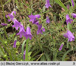 Campanula sibirica (dzwonek syberyjski)