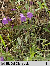 Campanula sibirica (dzwonek syberyjski)