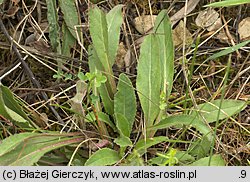 Campanula sibirica (dzwonek syberyjski)