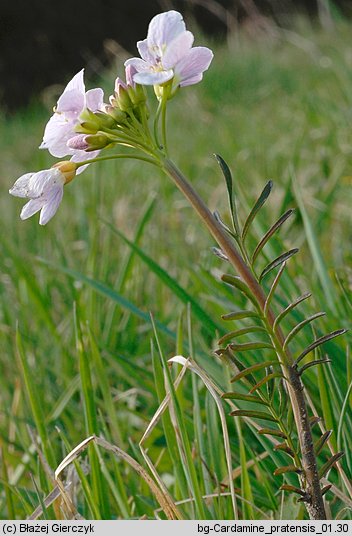 Cardamine pratensis (rzeżucha łąkowa)