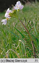 Cardamine pratensis (rzeżucha łąkowa)