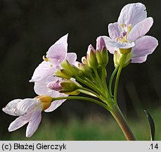 Cardamine pratensis (rzeżucha łąkowa)