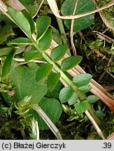 Cardamine pratensis s.str. (rzeżucha łąkowa)