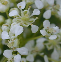 Cardaria draba (pieprznik przydrożny)