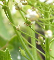 Cardaria draba (pieprznik przydrożny)