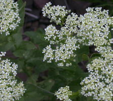 Cardaria draba (pieprznik przydrożny)