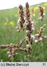 Carex disticha (turzyca dwustronna)