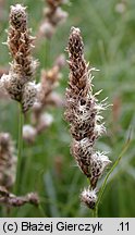 Carex disticha (turzyca dwustronna)