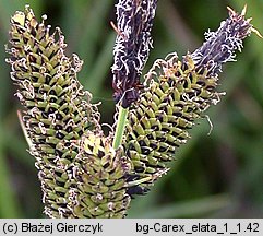 Carex elata (turzyca sztywna)