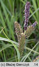 Carex elata (turzyca sztywna)
