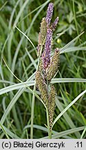 Carex elata (turzyca sztywna)