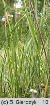 Carex hirta (turzyca owłosiona)