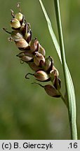 Carex panicea (turzyca prosowata)