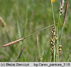 Carex panicea (turzyca prosowata)