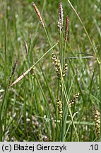 Carex panicea (turzyca prosowata)