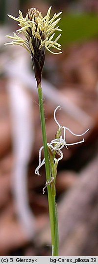 Carex pilosa (turzyca orzęsiona)