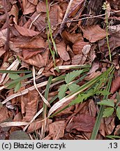 Carex pilosa (turzyca orzęsiona)