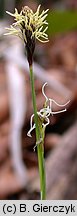 Carex pilosa (turzyca orzęsiona)