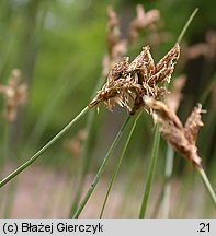 Carex praecox (turzyca wczesna)