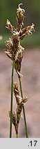 Carex praecox (turzyca wczesna)