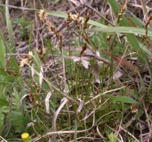 Carex praecox