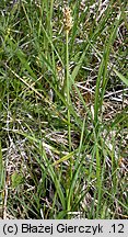 Carex vulpina (turzyca lisia)