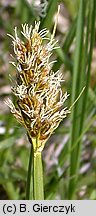 Carex vulpina (turzyca lisia)