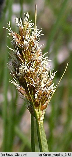 Carex vulpina (turzyca lisia)