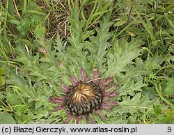 Carlina onopordifolia (dziewięćsił popłocholistny)