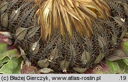 Carlina onopordifolia (dziewięćsił popłocholistny)