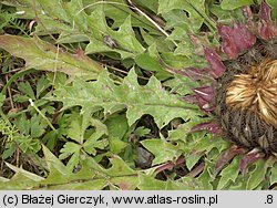 Carlina onopordifolia (dziewięćsił popłocholistny)