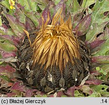 Carlina onopordifolia (dziewięćsił popłocholistny)