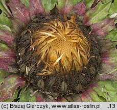 Carlina onopordifolia (dziewięćsił popłocholistny)