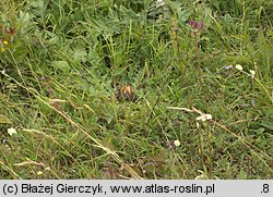 Carlina onopordifolia (dziewięćsił popłocholistny)