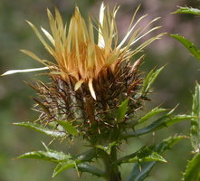 Carlina vulgaris (dziewięćsił pospolity)