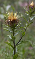 Carlina vulgaris s.str. (dziewięćsił pospolity)