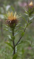 Carlina vulgaris (dziewięćsił pospolity)