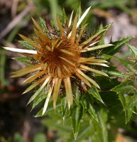 Carlina vulgaris (dziewięćsił pospolity)