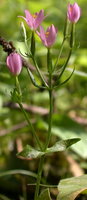 Centaurium umbellatum