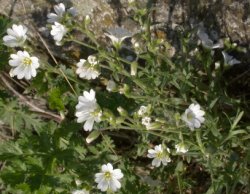 Cerastium arvense