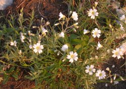 Cerastium arvense