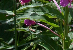 Epilobium angustifolium