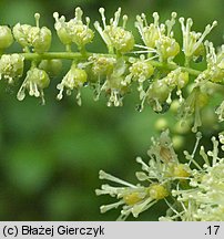 Actaea europaea (pluskwica europejska)