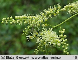 Actaea europaea (pluskwica europejska)