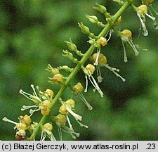 Actaea europaea (pluskwica europejska)