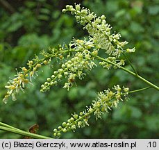 Actaea europaea (pluskwica europejska)