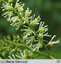 Actaea europaea (pluskwica europejska)